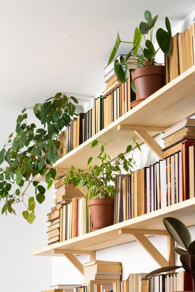 bookshelf with plants